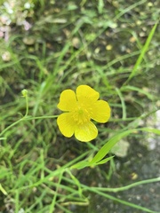 Ranunculus lingua