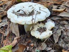 Lactifluus piperatus