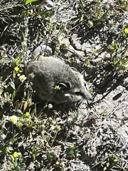 Sminthopsis crassicaudata