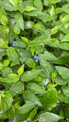 Commelina diffusa