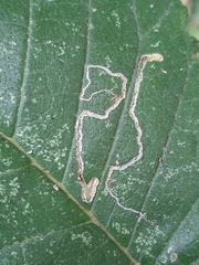 Stigmella ulmivora