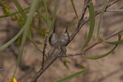 Hakea pycnoneura
