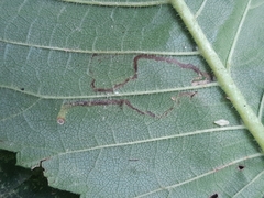 Stigmella ulmivora