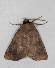 Agnorisma badinodis
