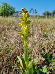 Satyrium odorum