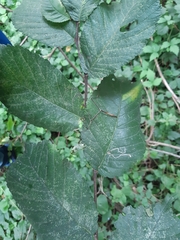 Stigmella ulmivora