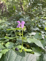 Lamium maculatum