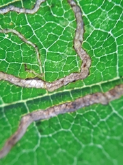 Stigmella ulmivora