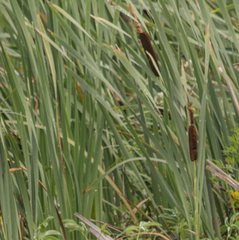 Typha latifolia
