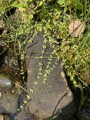 Galium tinctorium