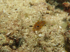 Halgerda indotessellata