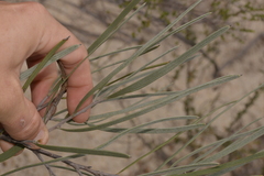 Hakea pycnoneura