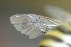 Amegilla quadrifasciata