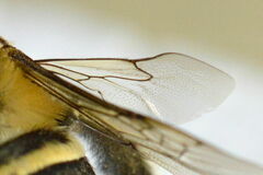Amegilla quadrifasciata