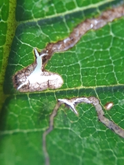 Stigmella ulmivora