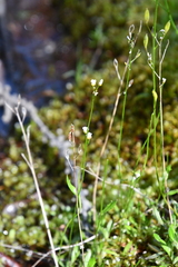 Draba hirta