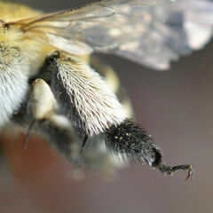 Amegilla quadrifasciata