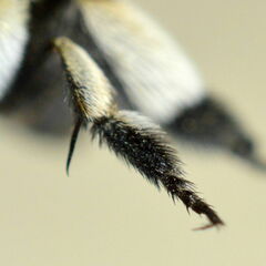Amegilla quadrifasciata