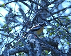 Emberiza flaviventris