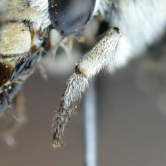 Amegilla quadrifasciata