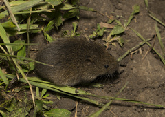 Microtus