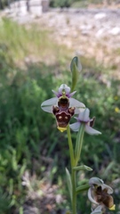 Ophrys scolopax