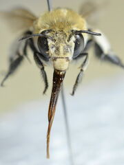 Amegilla quadrifasciata