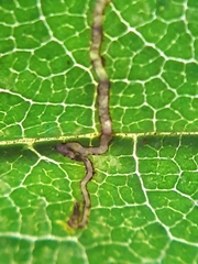 Stigmella ulmivora