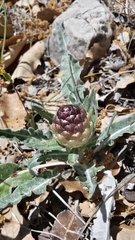 Leuzea conifera