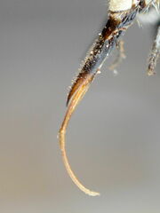Amegilla quadrifasciata