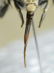 Amegilla quadrifasciata