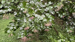 Clerodendrum trichotomum