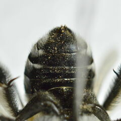 Amegilla quadrifasciata