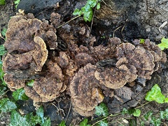 Inonotus cuticularis