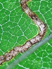 Stigmella ulmivora