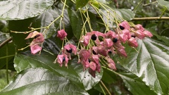 Clerodendrum trichotomum