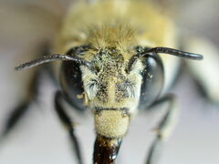Amegilla quadrifasciata