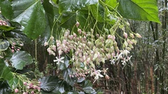 Clerodendrum trichotomum