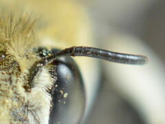 Amegilla quadrifasciata