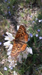 Euphydryas