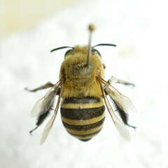 Amegilla quadrifasciata