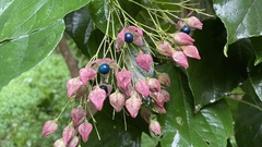 Clerodendrum trichotomum