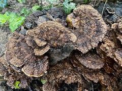 Inonotus cuticularis