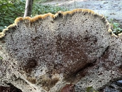 Inonotus cuticularis