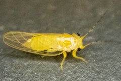 Cacopsylla annulata