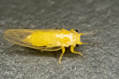 Cacopsylla annulata
