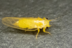 Cacopsylla annulata