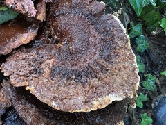 Inonotus cuticularis