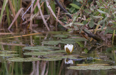 Nymphaea tetragona