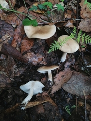 Melanoleuca